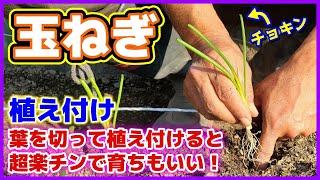 玉ねぎの苗の葉を切っておくと植え付け超楽チンで育ちもいい！　玉ねぎの植え方／タマネギ栽培／早生玉ネギ／ソニック／定植／家庭菜園／貸し農園