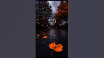 تلاوة هادئة 🎙️ الشيخ عبد الله موسى 🎧