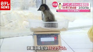 赤ちゃんペンギンが「計量記念日」１か月で約４倍に（2020年11月2日放送「news every.」より）