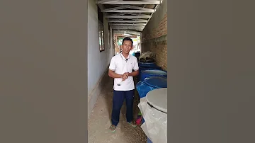 Pakan Silase Di Fermentasi 21 Hari 