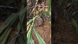 #youtubeshorts #unknown #animal #trust #me #hall #home #jungal #animal#wildlife#save #other#animals