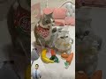gemes banget kamu naak (179) #shorts #viralb #lucu #gemoy #kucing #imut #cat #funny #cat #imut #cute