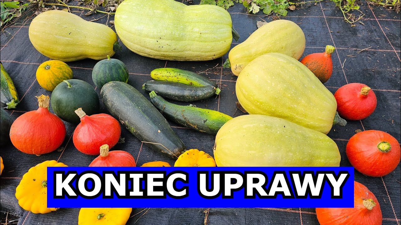 Dynia I Arbuz Ważą Razem 8 Kg Koniec Uprawy Ukochanych Warzyw - Arbuz, Dynia, Cukinia, Patison