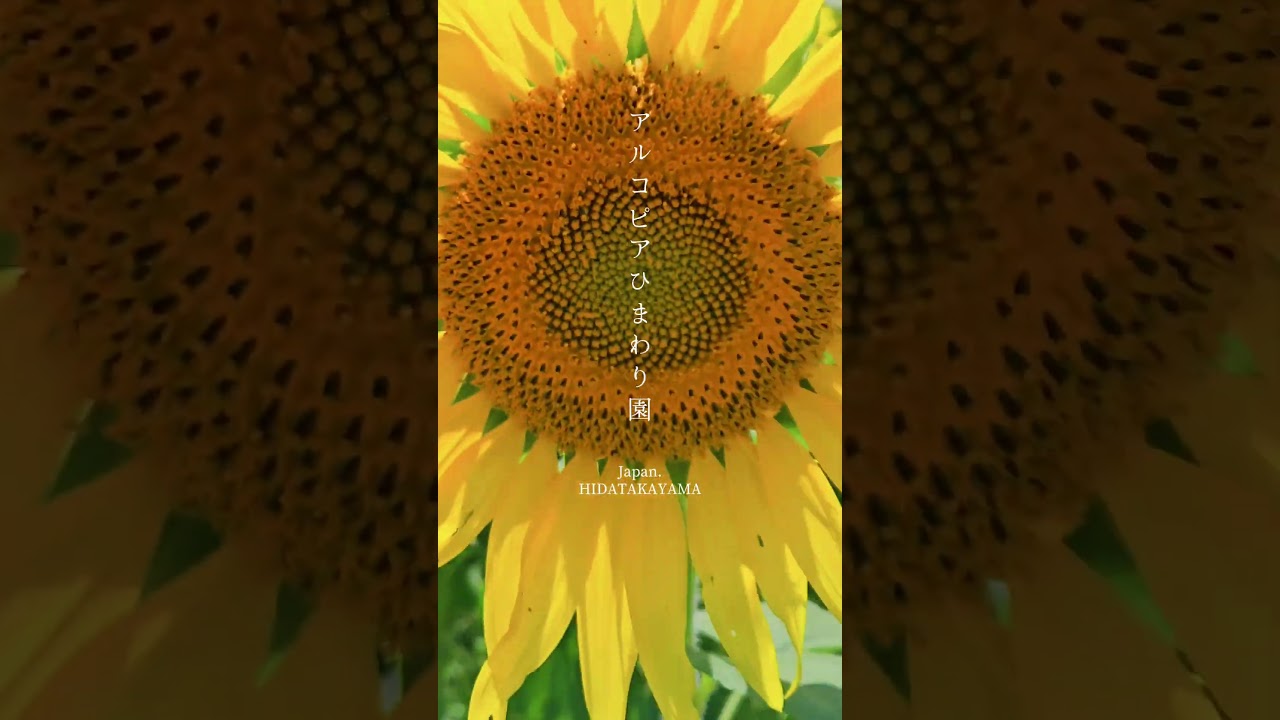 アルコピアひまわり園｜スポット｜【公式】飛騨高山旅ガイド｜岐阜県