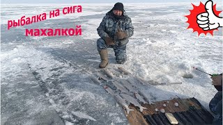 Рыбалка на сига зимой  махалкой