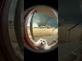 The Cat Was BEGGING to Get In… THEN THIS HAPPENED 😱🐱 #airealism #aishorts #funny #sora2 #8kvideo