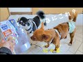 【ペット用カートリッジ式給水器】新しいペット用給水器で犬も大興奮♡