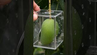 Gazab Technique! 😱 Square Mango Kaise Ugaye? | Unique Farming Method#SquareMango #Farming