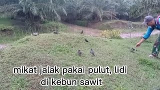 mikat jalak kebo menggunakan pulut, lidi di kebun sawit