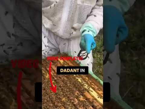 Arnie GS: Innovazione Apistica per Apicoltori Esperti! #shorts