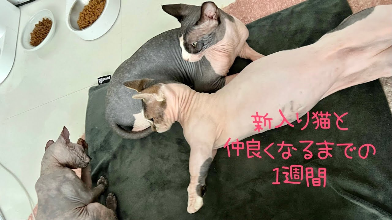サイバーパンクのネコが可愛くない！！ 猫好きだけど毛のない猫は申し訳ないけど好きになれないんじゃ💦ごめん！ だからMODで毛のある猫に変えるやつ早く出てきて！  #Cyberpunk2077 #サイバーパンク2077, image size:1280x720
