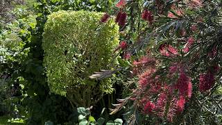Trim and train a plant into a square box shape #easy #success #trim #train #prune #shape #show #box