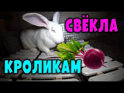 Кормление кроликов: Свёкла / Польза или вред?