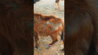 దూడలలో జుట్టు ఎరుపు రంగులోకి రావాడం..? #calfhealth #calfgrowth #calffarming #baffalo #cow