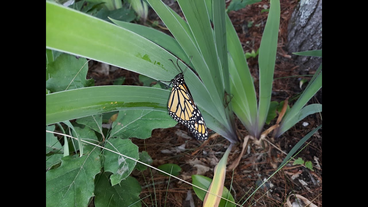 Maine Monarch Caterpiller Now Butterfly (Released) YouTube