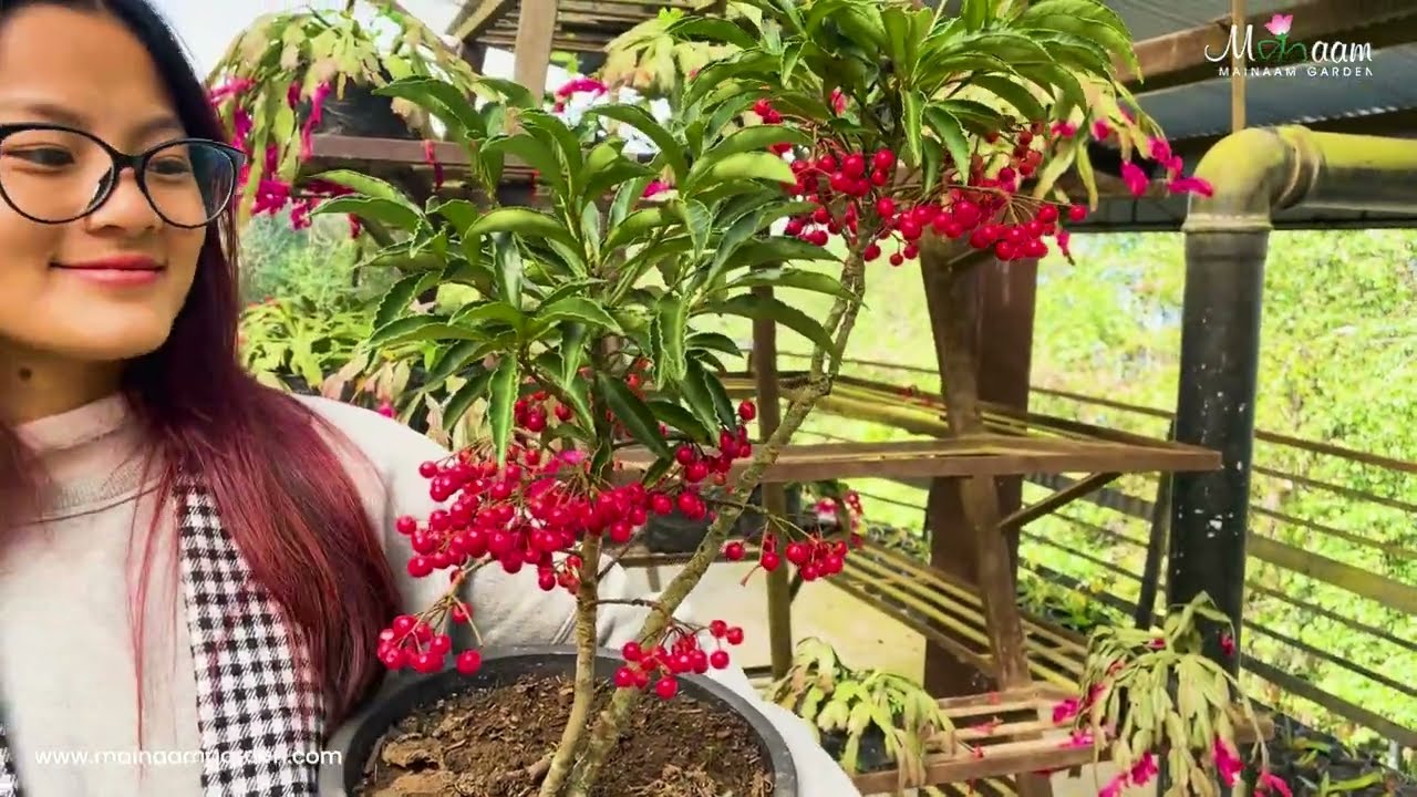 Discover the charm of Ardisia Crenata 🌿✨ 