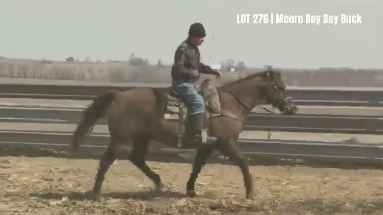 LOT 276 Kalona Spring Draft Horse & Carriage Sale 4/12/22 YouTube
