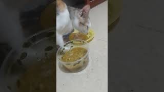 Cat Feeding #shortvideo #cat #pets #kitten #animals #meow #catfeeding