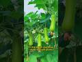 vegetables to grow in shaded areas #greenthumbtips #gardening #growyourownfood #food #gardentips