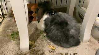 Why my rabbit stopped using the litter box and how I fixed it Why Your Rabbit Stopped Using Their Litter Box