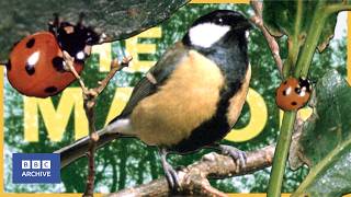 1963: Life and Death of a VILLAGE OAK TREE | Man Alive | Science and Nature | BBC Archive