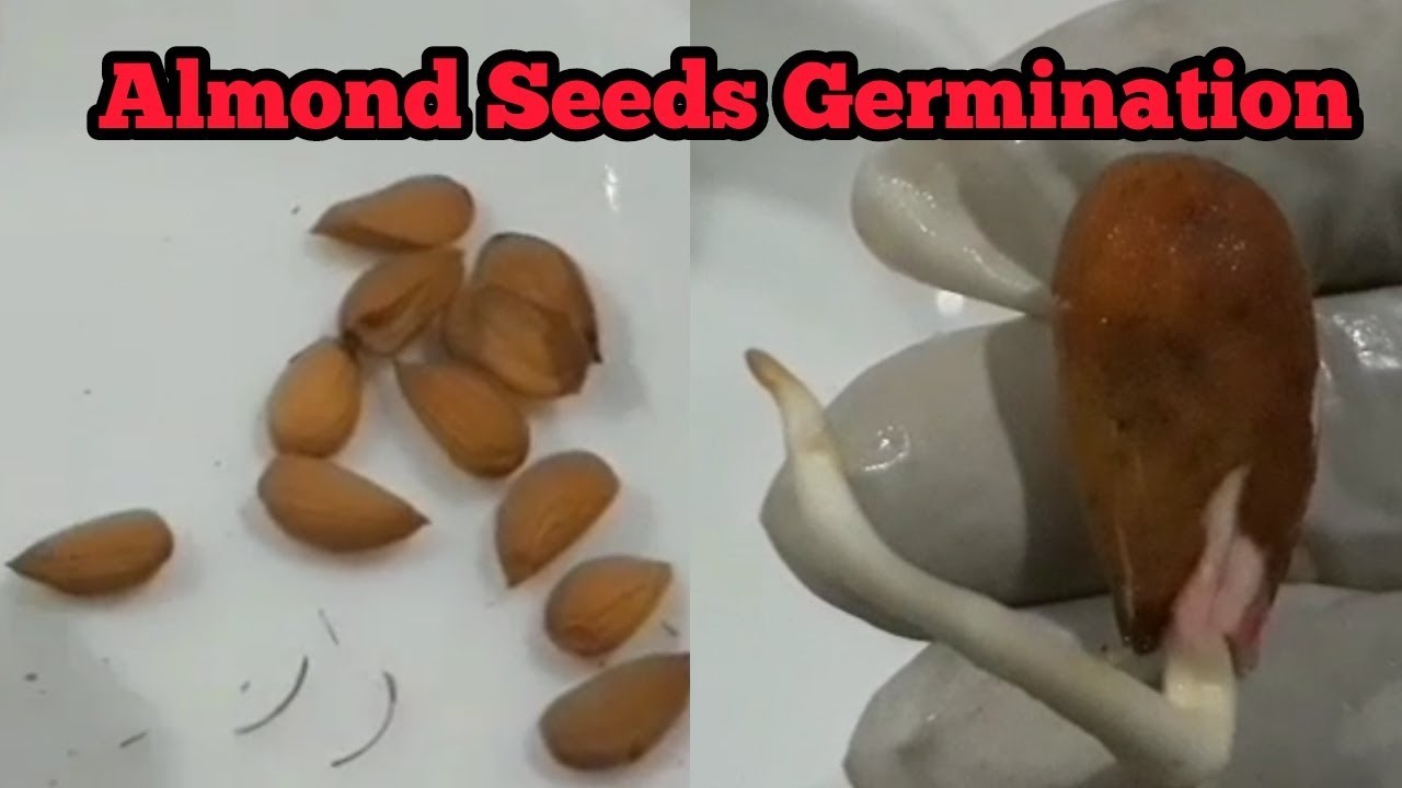 How to grow Almond from seeds Almonds Seedlings Badam Ughana Green