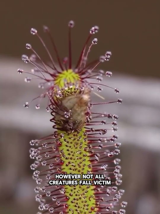 How Caterpillar Escape Sundew Plant #shorts