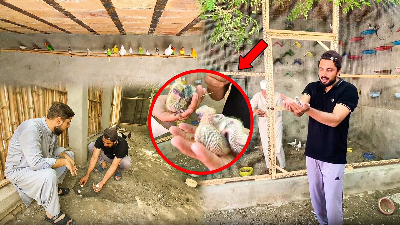 Lovebirds Ne Breeding Start Kar Di 😍 | Mini Zoo Me Naye Baby | Dehati Mamu