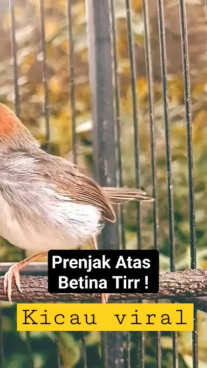 Prenjak Kepala Merah Betina Gacor Memanggil Jantan ! Burung Prenjak Tamu Bety Gacor Tor !