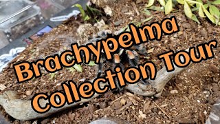 Brachypelma Collection Tour