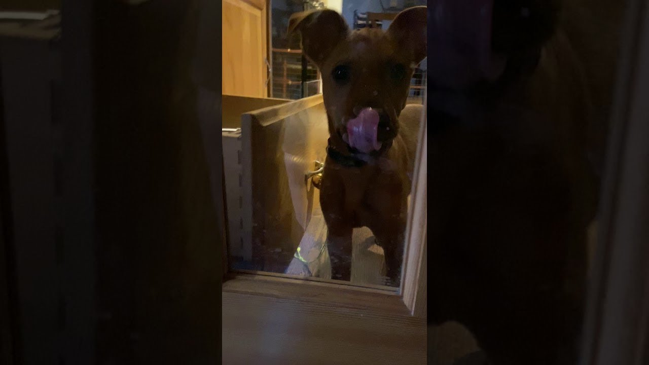 Doggy Locks Door With Open Drawer ViralHog YouTube