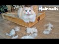 How do you Treat Hairballs in Cats | The Cat Butler