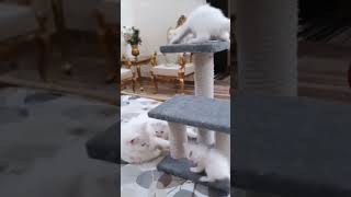 so cute white pets playing with mother ?#shorts #youtubeshorts #cats #pets #animals #whitepet