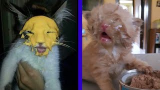 BEST CAT MEMES COMPILATION OF 2020 PART 17 (FUNNY CATS)
