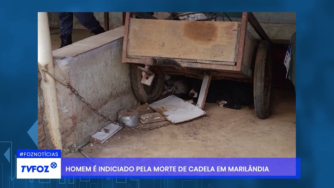 Homem é indiciado pela morte de cadela em Marilândia
