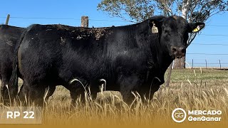 Vídeo: Toro Angus Rp 22