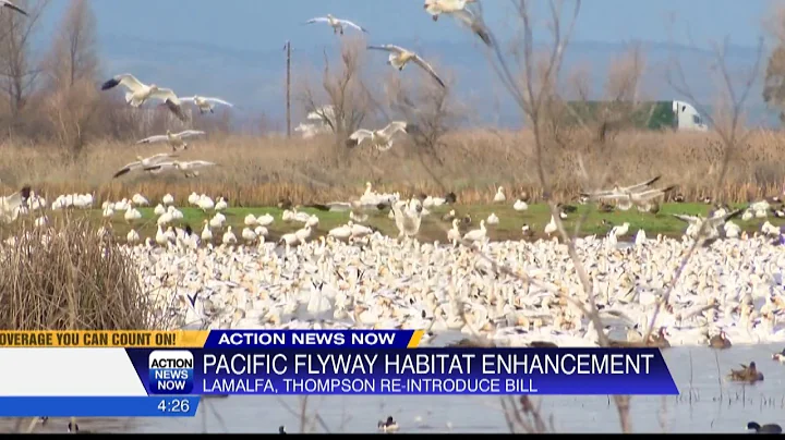 Congressman LaMalfa, Thompson re-introduce Pacific Flyway Habitat Enhancement Act