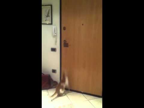 Gatto scappa da solo di casa