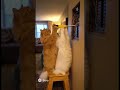 #cat #aivideo #funny #catvideos #cute