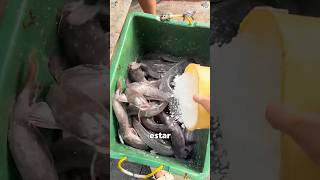 Do you know why salt is sprinkled on catfish? #youtube #didyouknow #knowledge #amzing #fyp