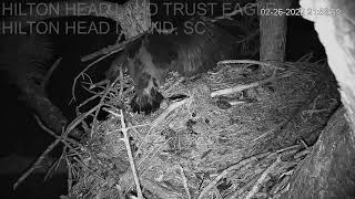 WARNING - disturbing content: Eaglets Fall From Nest Due to Unexplained Convulsions｜HHLT Eagles Nest