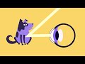The Visual System: How Your Eyes Work