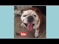 how to train your bulldog puppy: basic commands how to train your bulldog puppy: basic commands