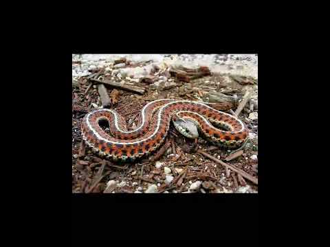 Snake    Biology    Skeleton
