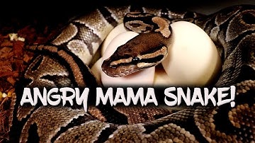 Pulling eggs from an angry snake!