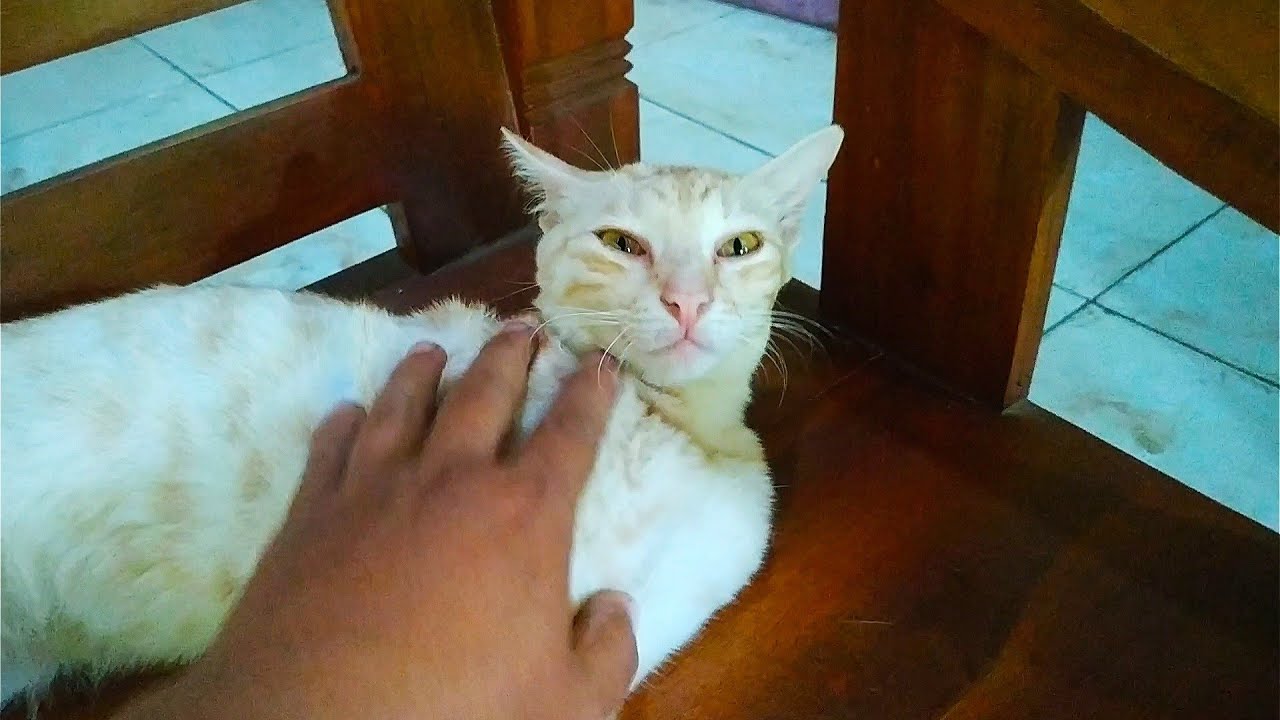Cara memijat kucing agar rileks dan metabolisme tubuhnya lancar