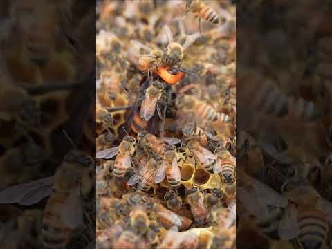 The Giant Hornet Doesn’t Flinch: Western Honeybee Attacks Ineffective
