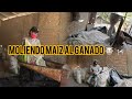 Moliendo maíz para darle a las llabudas🐂🐮