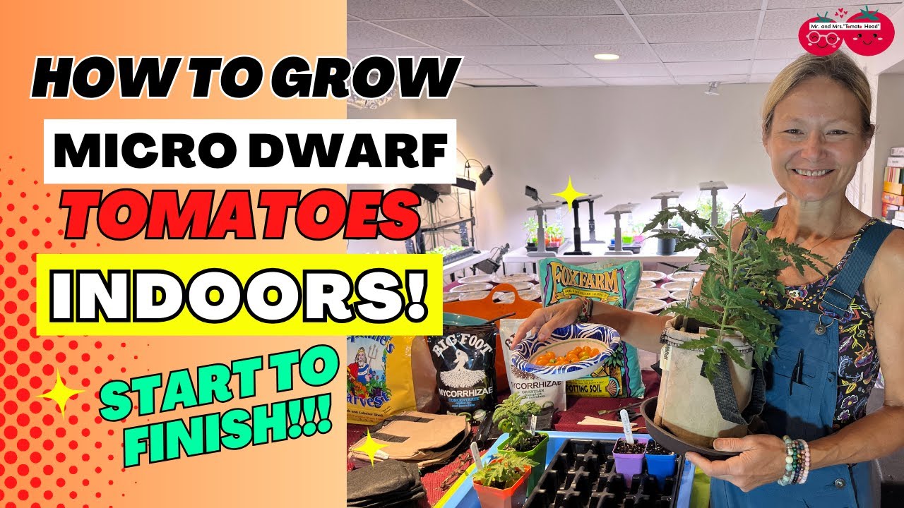 Growing MICRO DWARF Tomatoes Indoors-Start to Finish!