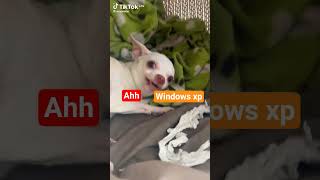momikusoka x windows xp